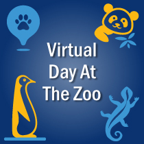 Zoo tours and animals 