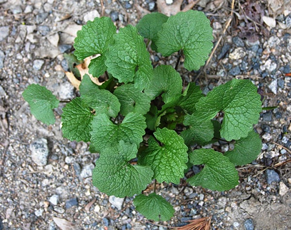 garlic mustard plant growing out of dirt